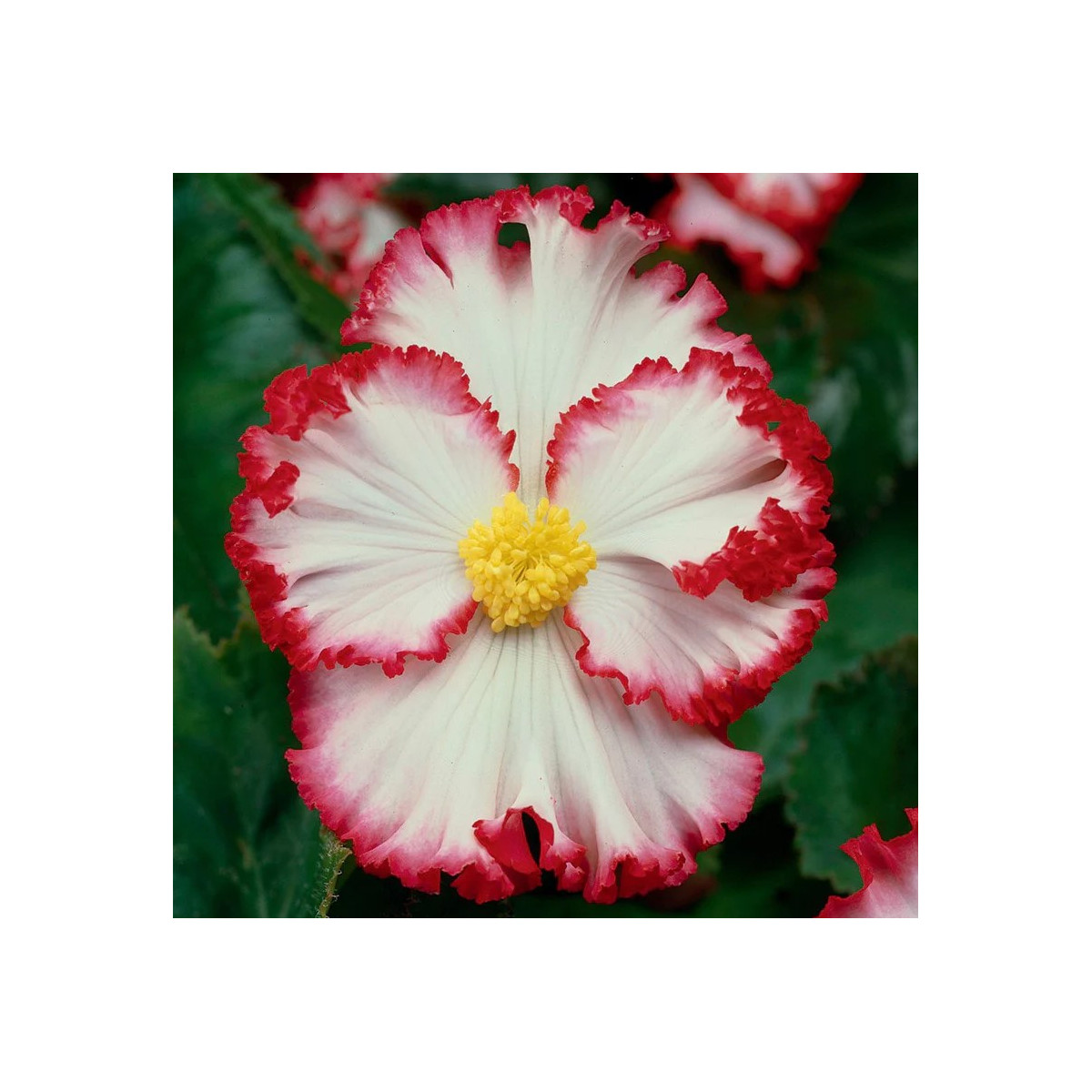 Begónia Marginata biela - Begonia crispa - predaj cibuľovín - 2 ks