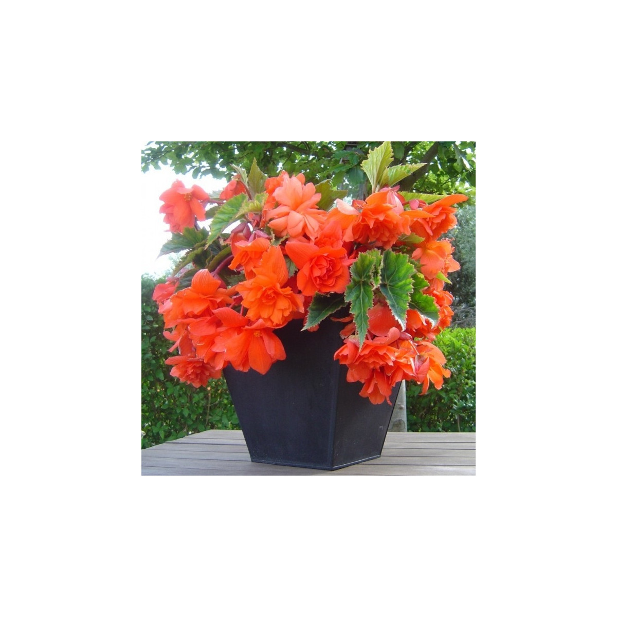 Begónia oranžová - Begonia pendula - predaj cibuľovín - 2 ks