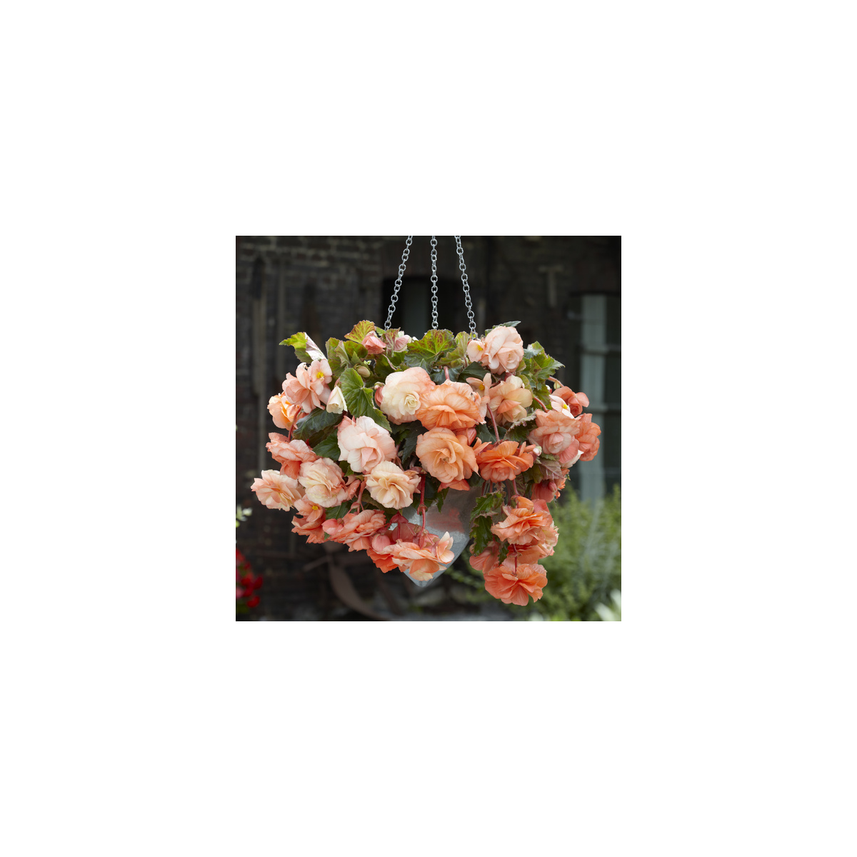 Begónia Apricot - Begonia splendide - predaj cibuľovín - 2 ks