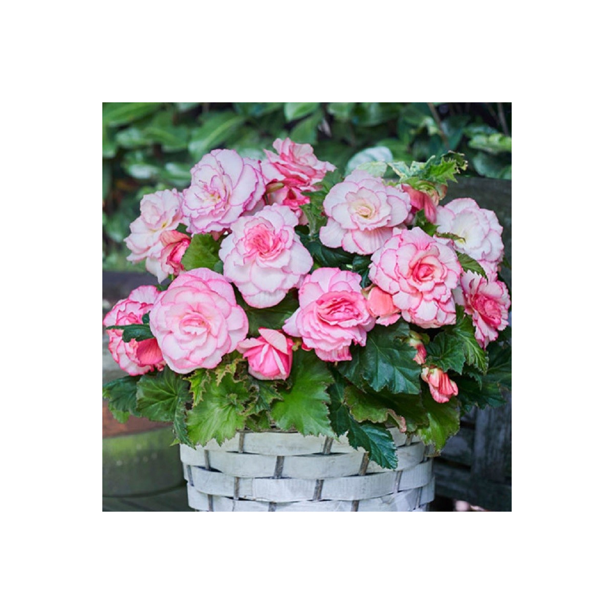 Begónia Picotee biela - Begonia picottee - predaj cibuľovín - 2 ks