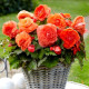 Begónia plnokvetá oranžová - Begonia superba - predaj cibuľovín - 2 ks