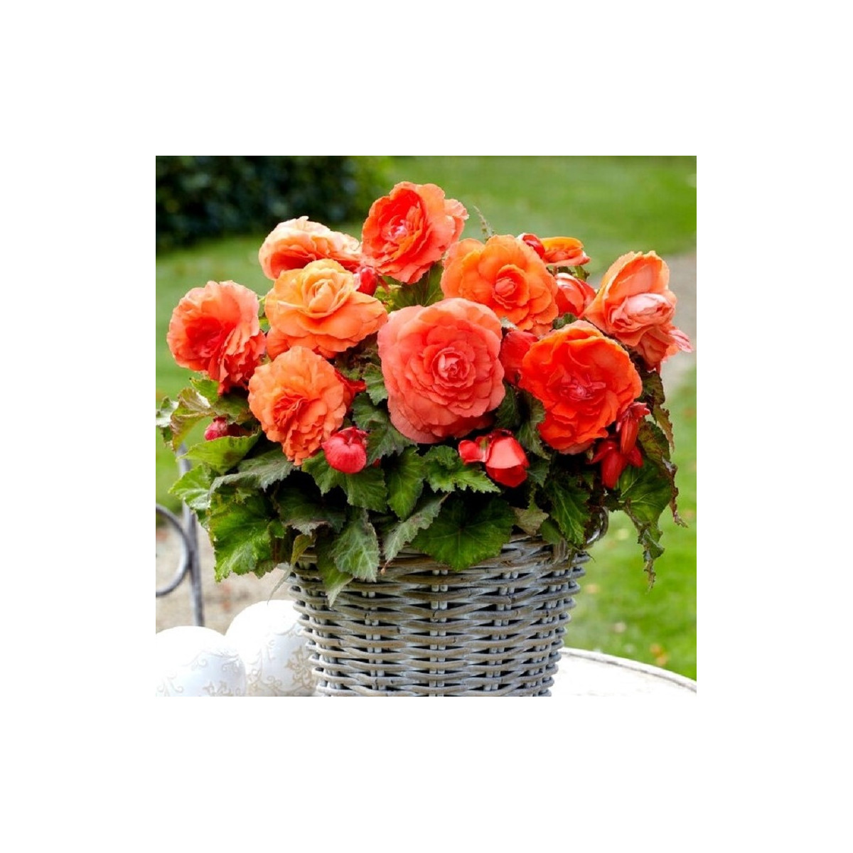 Begónia plnokvetá oranžová - Begonia superba - predaj cibuľovín - 2 ks