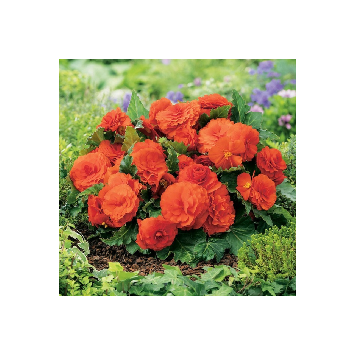 Begónia Nonstop oranžová - Begonia tuberhybrida - predaj semien - 2 ks