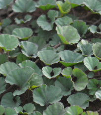 Strieborný dážď Emerald Falls - Dichondra argentea - predaj semien - 6 ks