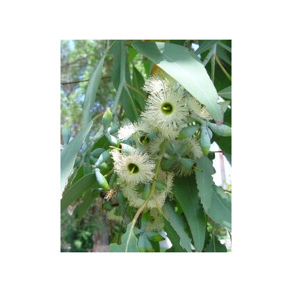 Eukalyptus Alba - semiačka - 9 ks