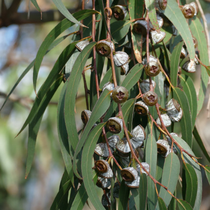 Eukalyptus guľatoplodý - Eukalyptus globulus - semiačka - 8 ks