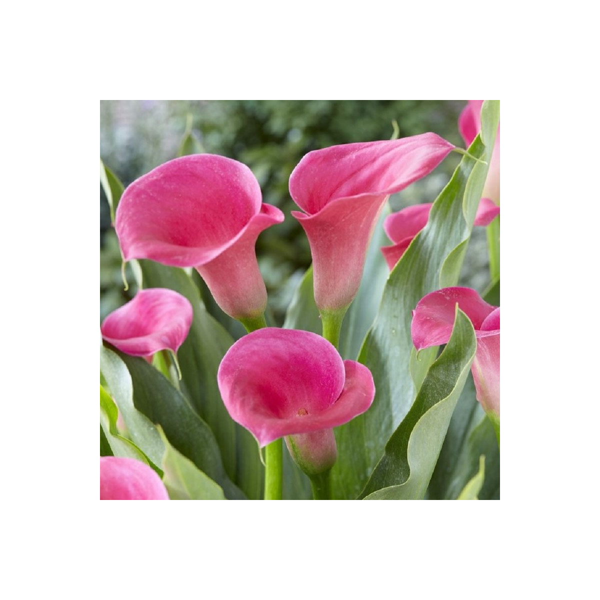 Kala Captain Samba - Zantedeschia - predaj cibuľovín - 1 ks