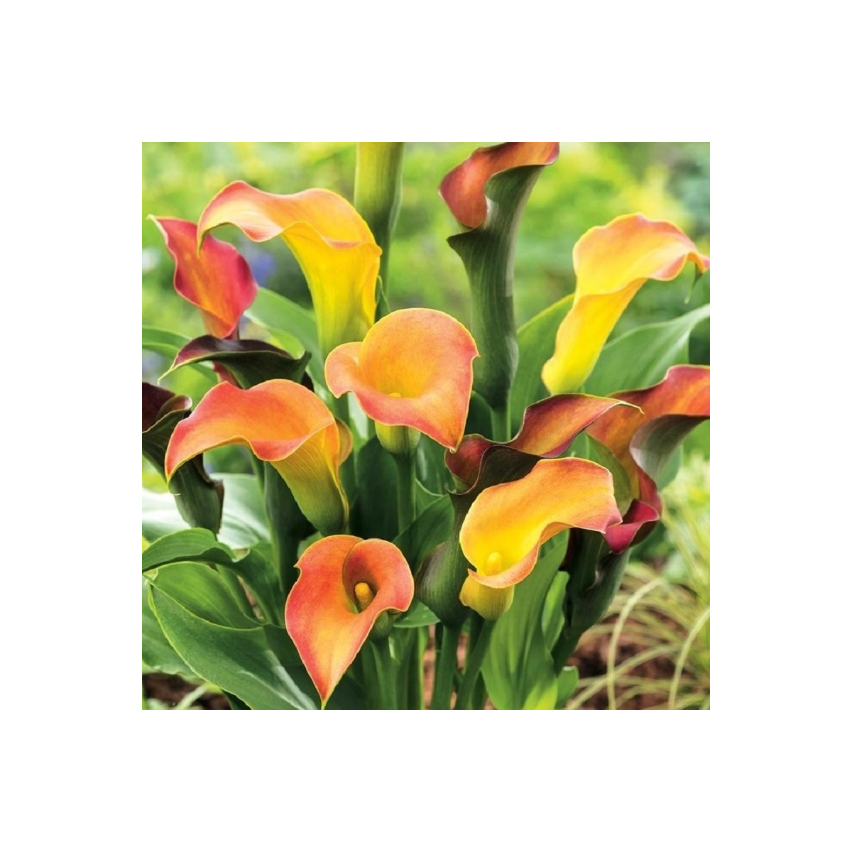 Kala Captain Lido - Zantedeschia - predaj cibuľovín - 1 ks