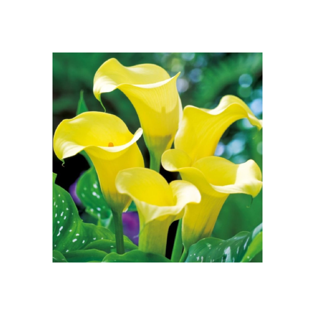 Kala Black Magic - Zantedeschia - predaj cibuľovín - 1 ks