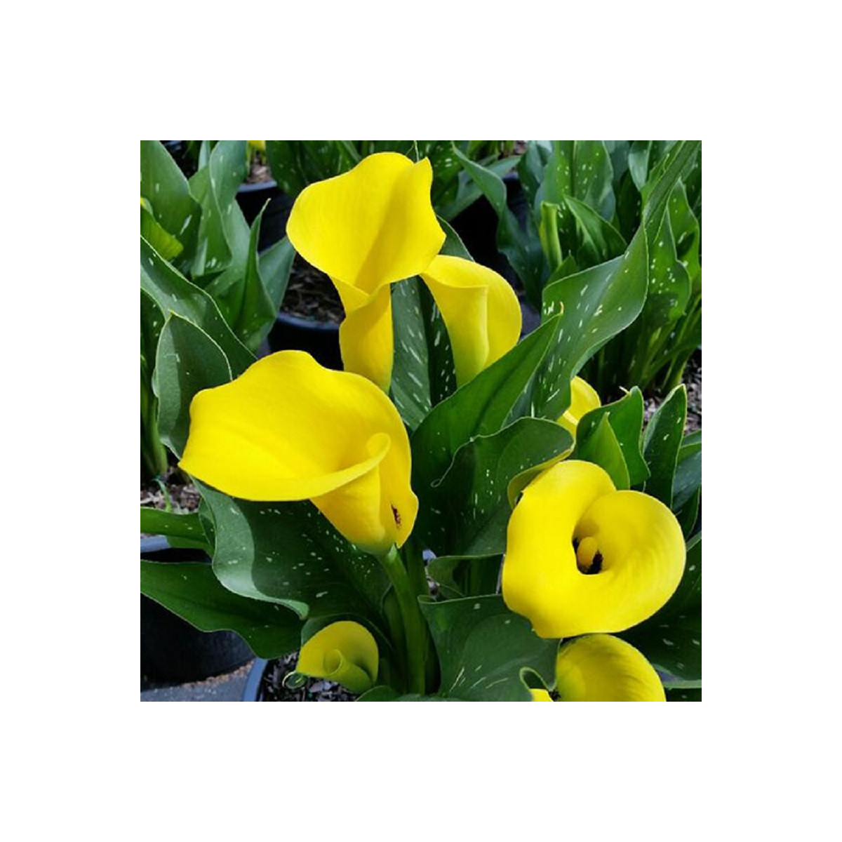 Kala Black Magic - Zantedeschia - predaj cibuľovín - 1 ks