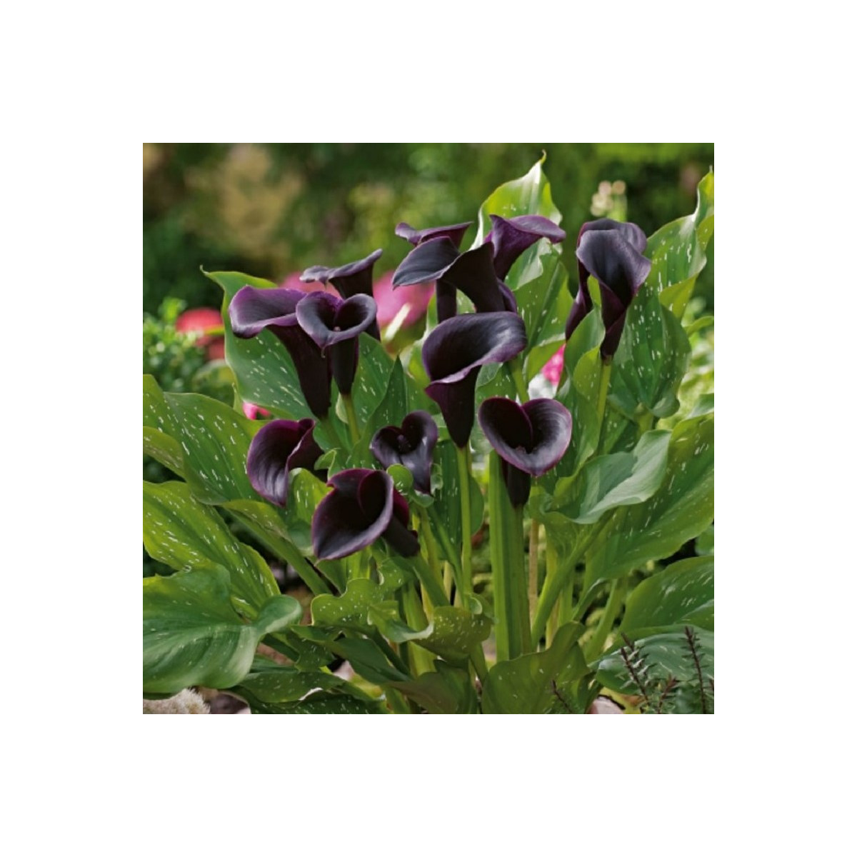 Kala Odessa - Zantedeschia - predaj cibuľovín - 1 ks