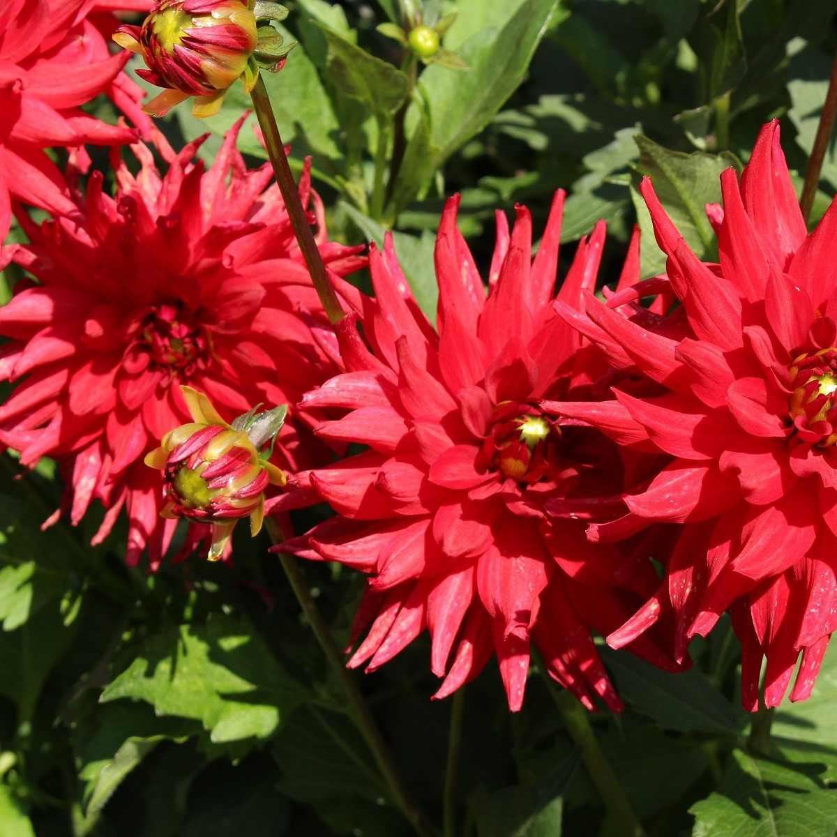 Georgína Pigmy červená - Dahlia - predaj cibuľovín - 1 ks