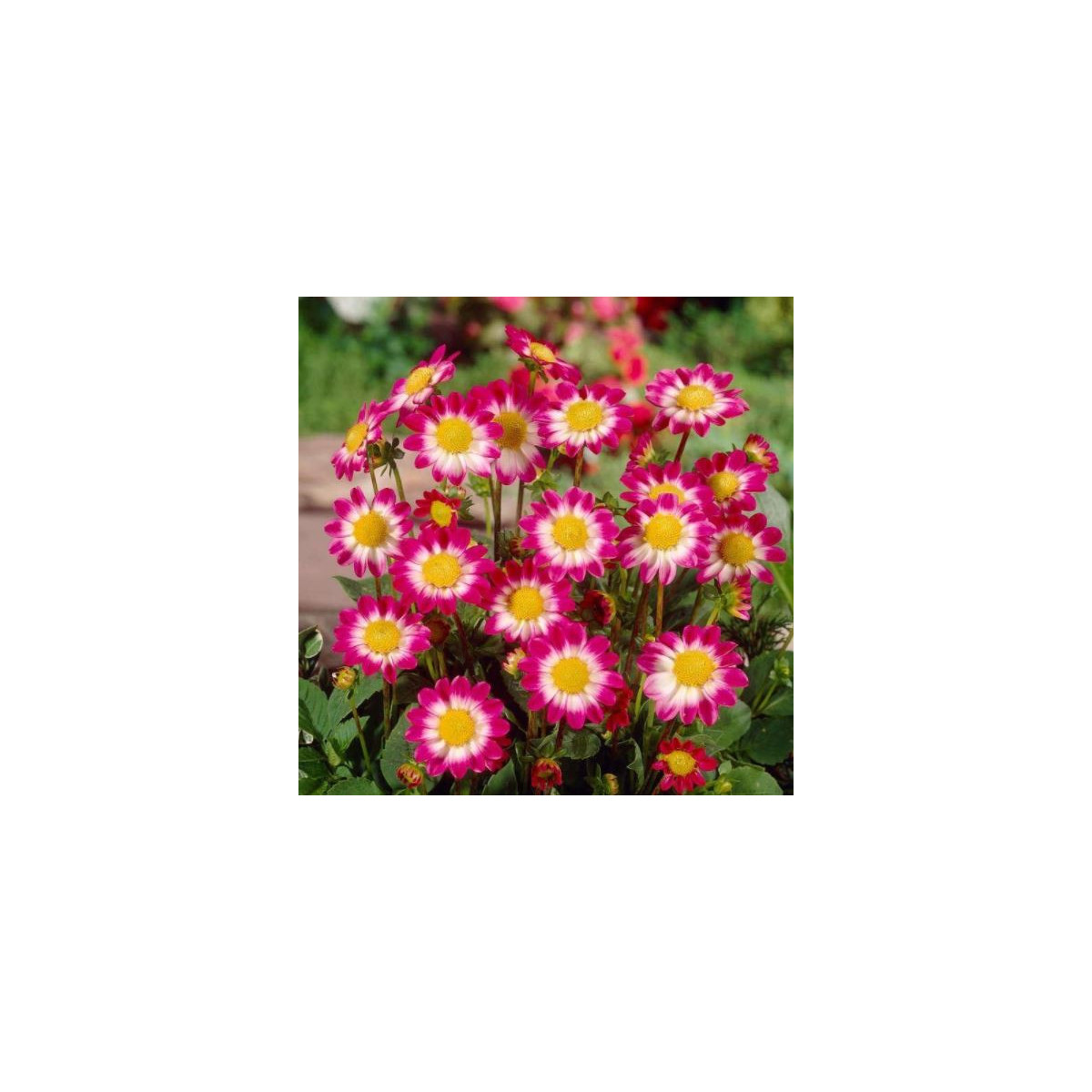 Georgína Sweetheart - Dahlia - predaj cibuľovín - 1 ks