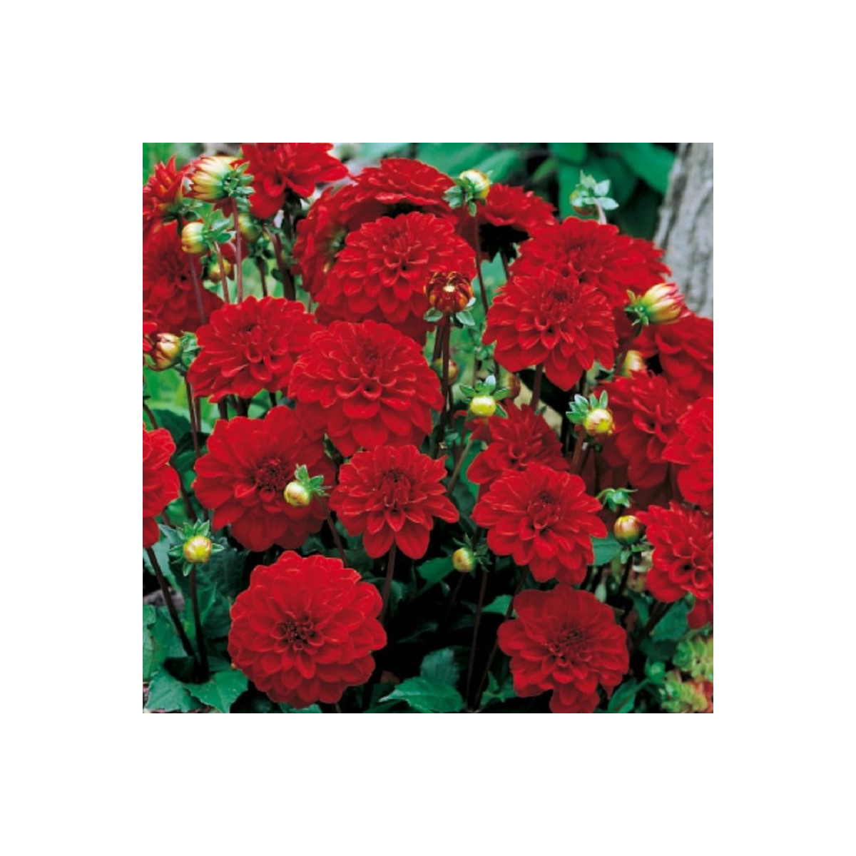 Georgína Singer – Dahlia – cibuľoviny – predaj cibulí georgín