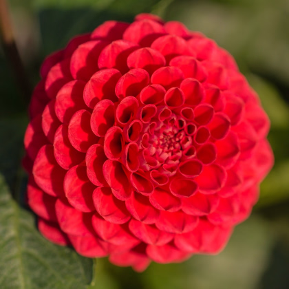 Georgína Singer - Dahlia - predaj cibuľovín - 1 ks