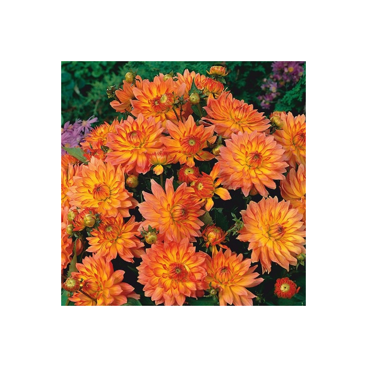 Georgína Pablo - Dahlia - predaj cibuľovín - 1 ks