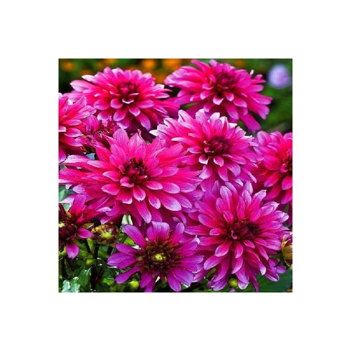 Georgína Art Nouveau - Dahlia - predaj cibuľovín - 1 ks