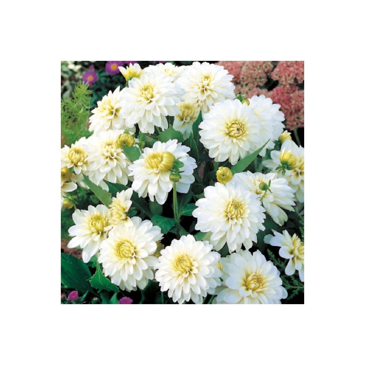 Georgína Art Fair - Dahlia - predaj cibuľovín - 1 ks