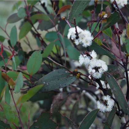 Eukalyptus pauciflora mrazuvzdorný - Eucalyptus pauciflora - semiačka - 8 ks