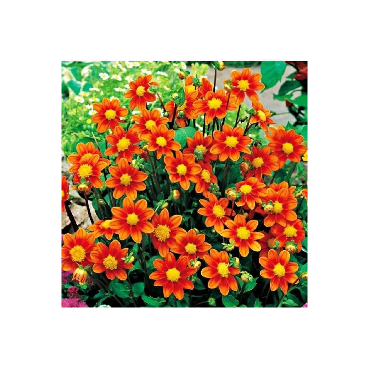 Georgína Topmix oranžová - Dahlia - predaj cibuľovín - 1 ks