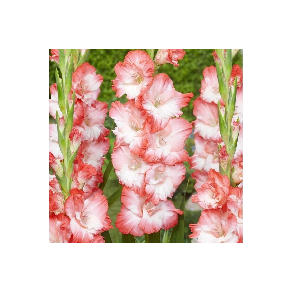 Gladiola Pink Lady - Gladiolus - predaj cibuľovín - 3 ks
