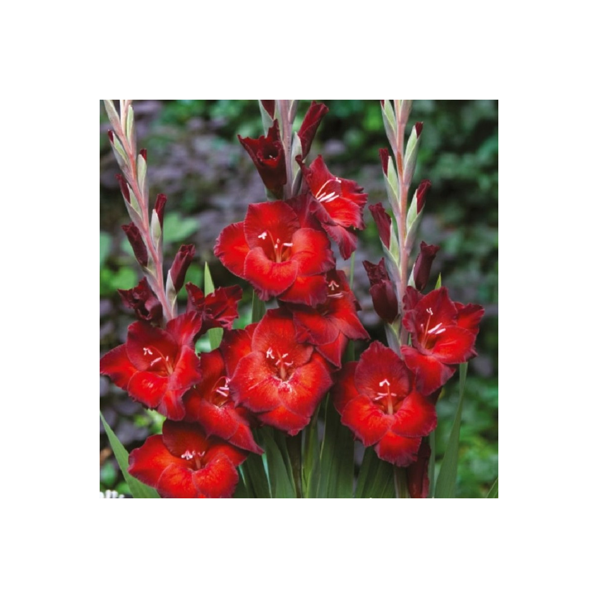Gladiola Azuro - Gladiolus - predaj cibuľovín - 3 ks
