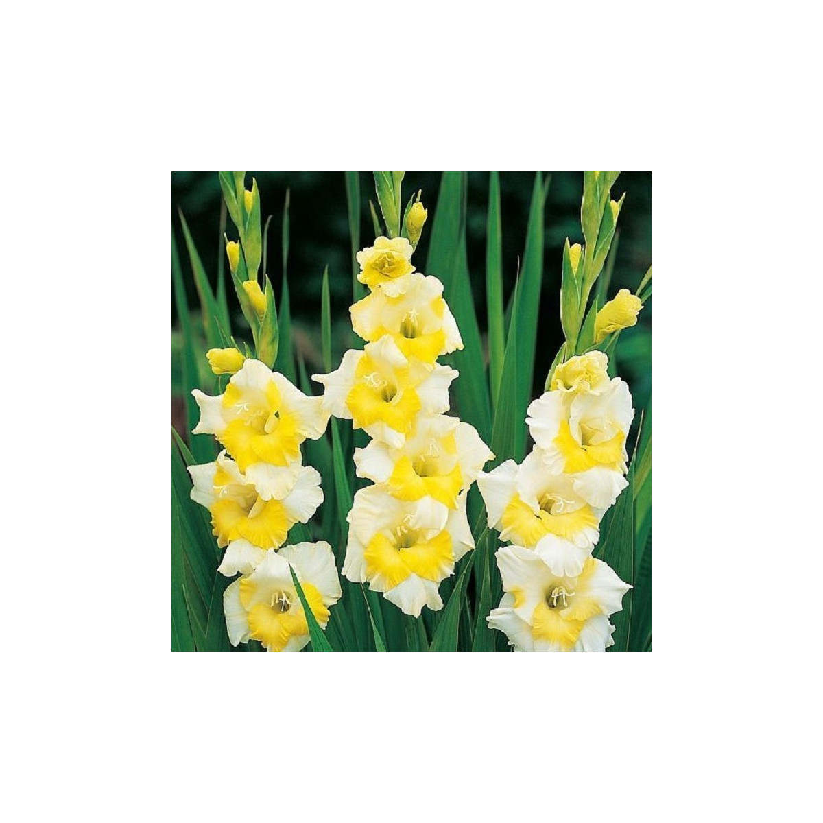 Gladiola Buggy - Gladiolus - predaj cibuľovín - 3 ks