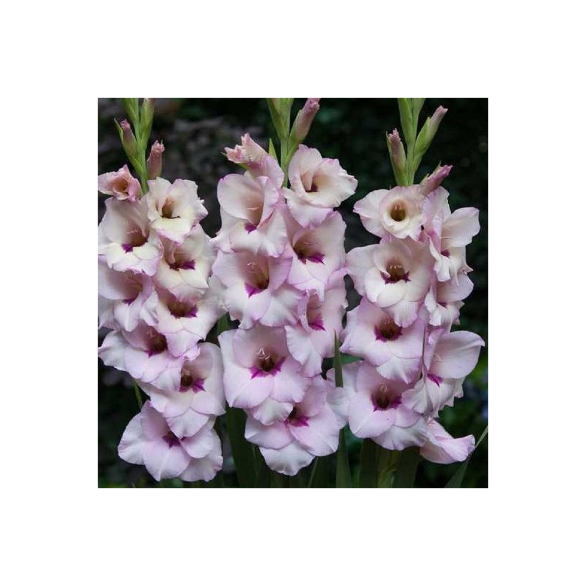 Gladiola Venezia - Gladiolus - predaj cibuľovín - 3 ks