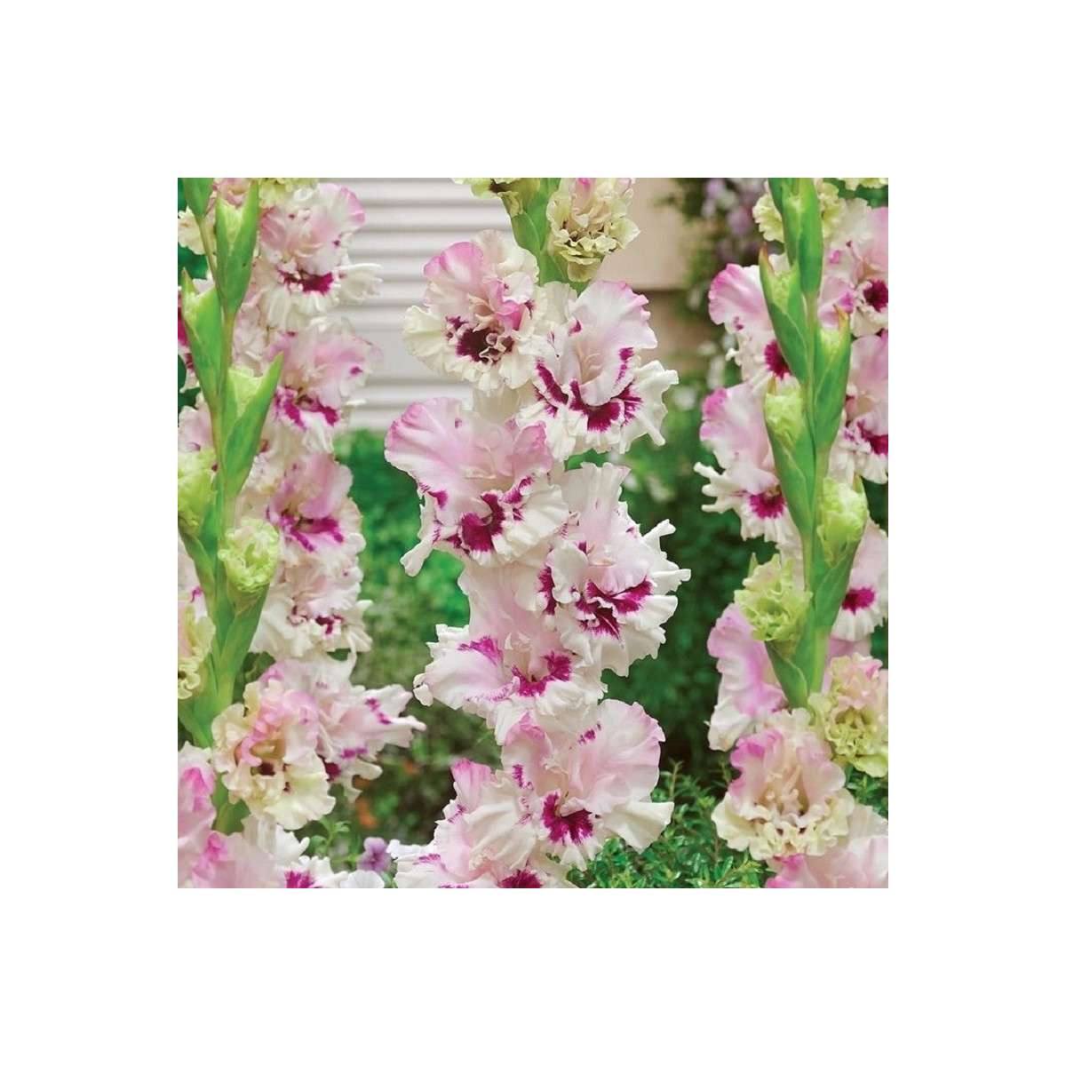 Gladiola Dreamy Creamy - Gladiolus - predaj cibuľovín - 3 ks