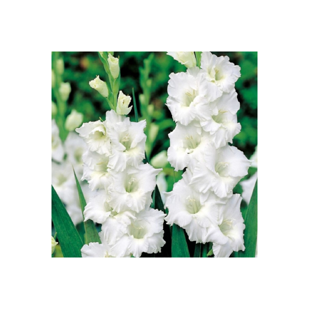 Gladiola Snowy Ruffle - Gladiolus - predaj cibuľovín - 3 ks