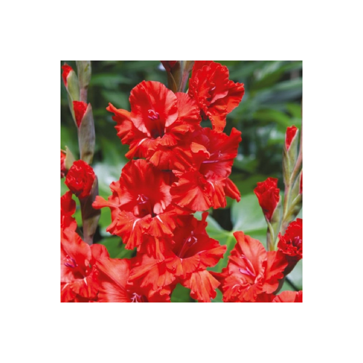 Gladiola Fire Ruffle - Gladiolus - predaj cibuľovín - 3 ks