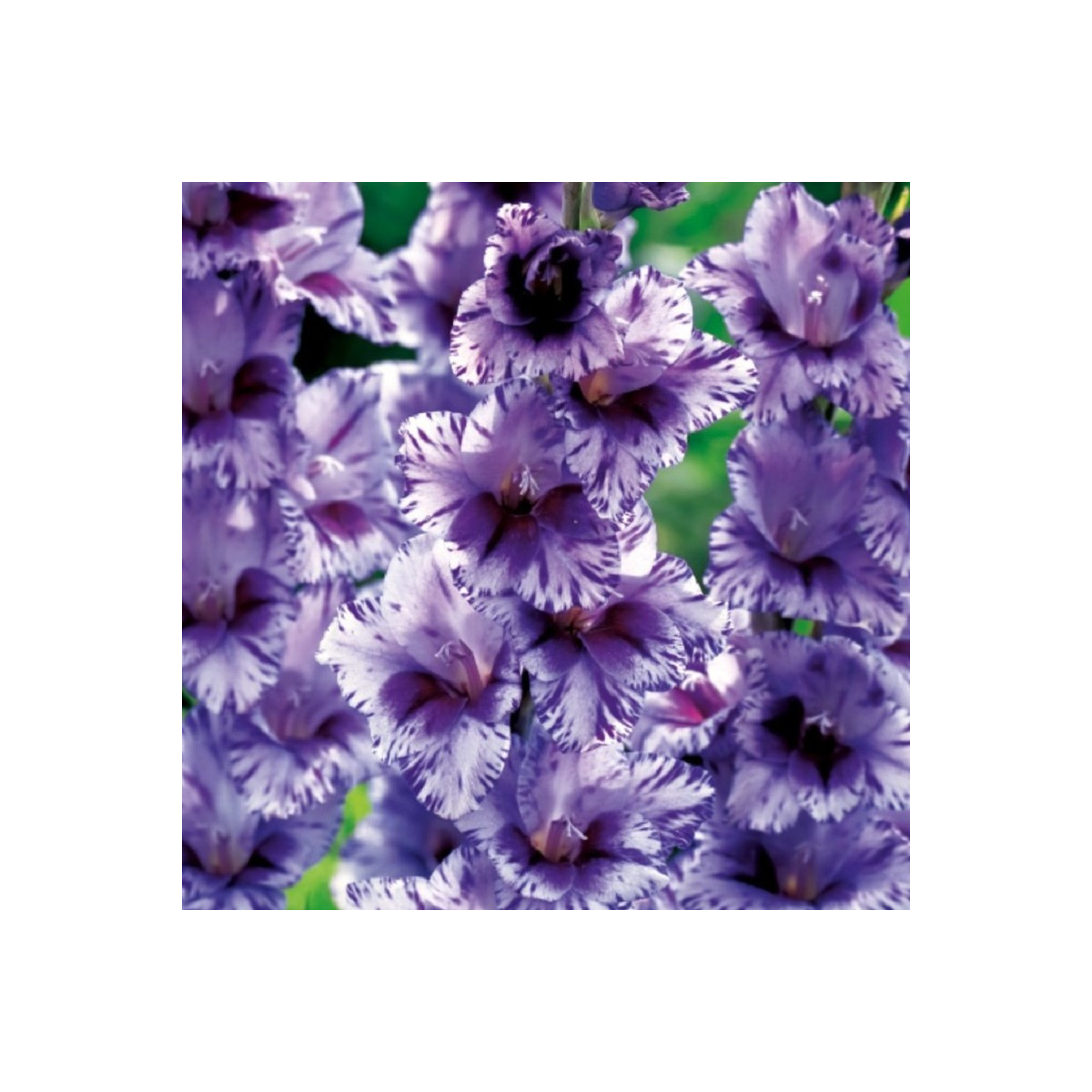 Gladiola Passos - Gladiolus - predaj cibuľovín - 3 ks