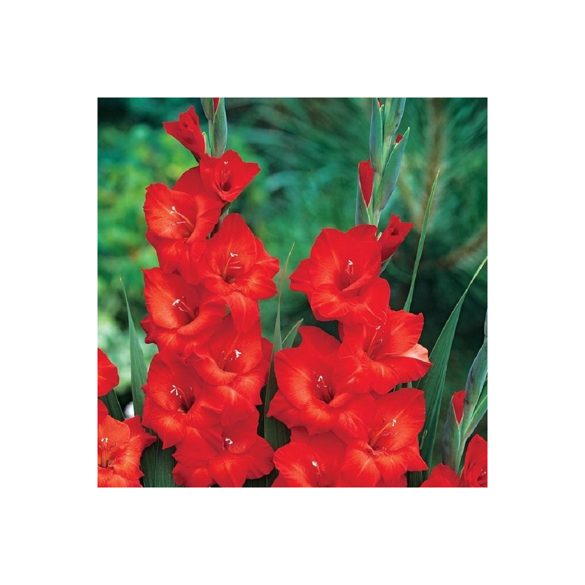 Gladiola Mascagni - Gladiolus - predaj cibuľovín - 3 ks