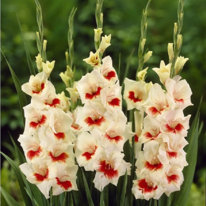 Gladiola Ajax - Gladiolus - predaj cibuľovín - 3 ks