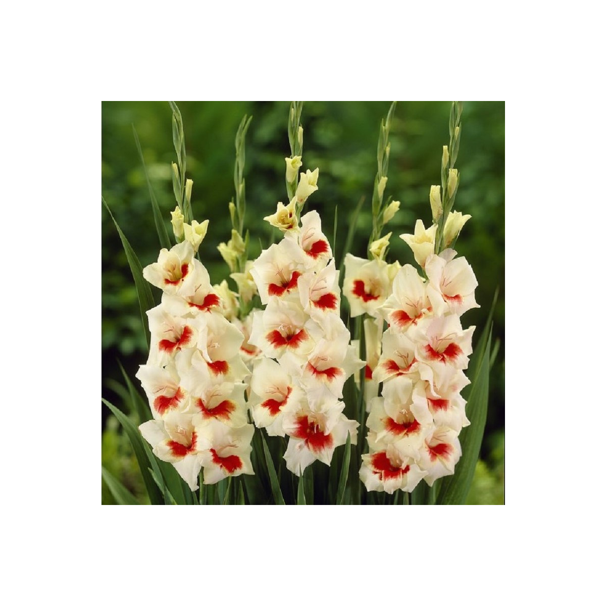 Gladiola Ajax - Gladiolus - predaj cibuľovín - 3 ks