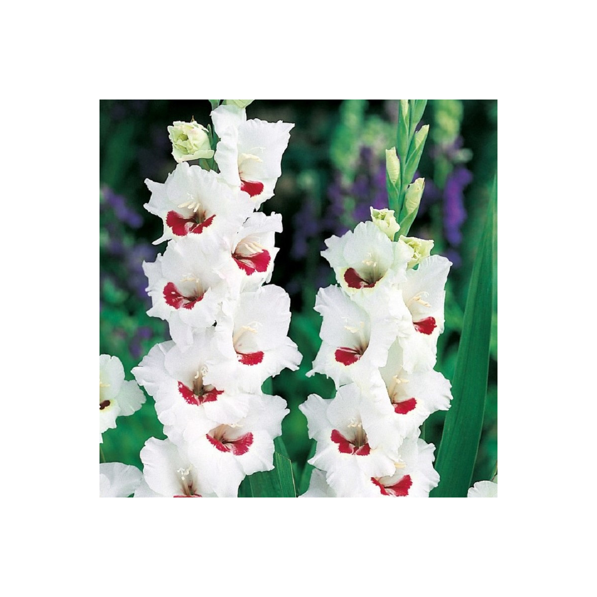 Gladiola Fiorentina - Gladiolus - predaj cibuľovín - 3 ks