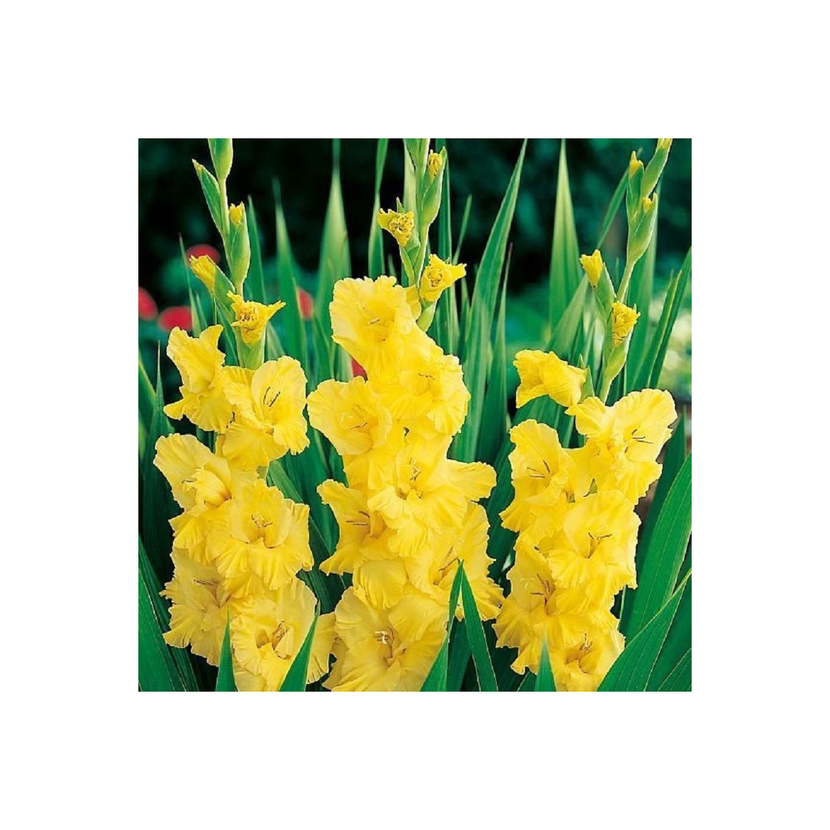 Gladiola Yellow Frans - Gladiolus - predaj cibuľovín - 3 ks