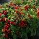 Paradajka kríčková balkónová Tomfall - Solanum lycopersicum - predaj semien - 20 ks