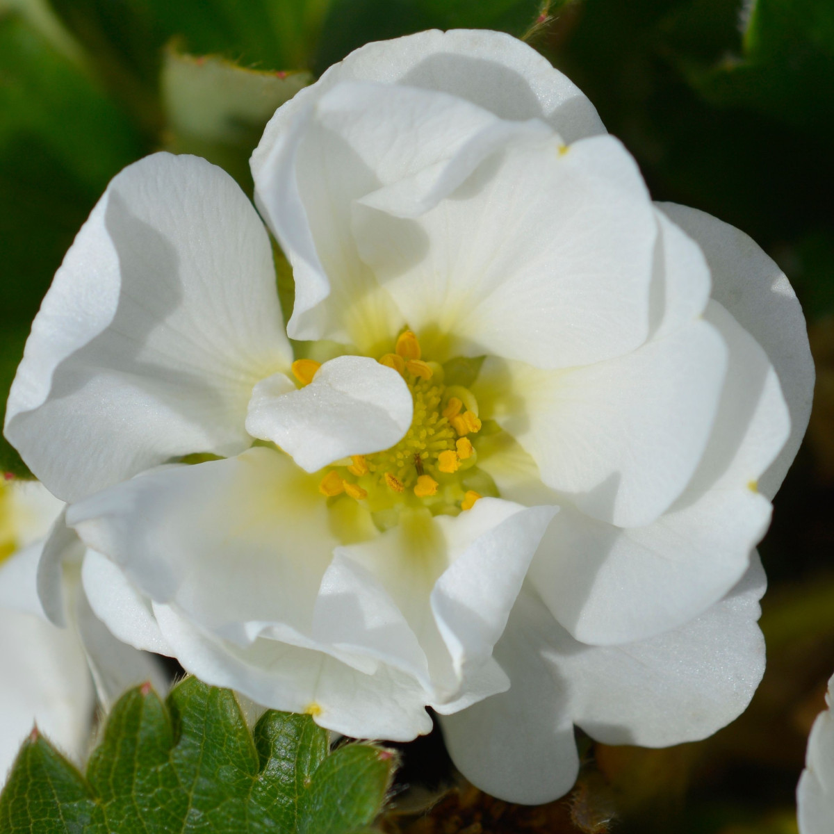 Jahodník Summer Breeze Snow F1 - Fragaria ananassa - predaj semien - 10 ks