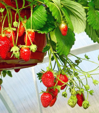 Jahodník Summer Breeze Snow F1 - Fragaria ananassa - predaj semien - 10 ks