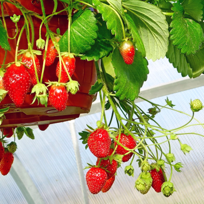 Jahodník Summer Breeze Snow F1 - Fragaria ananassa - predaj semien - 10 ks