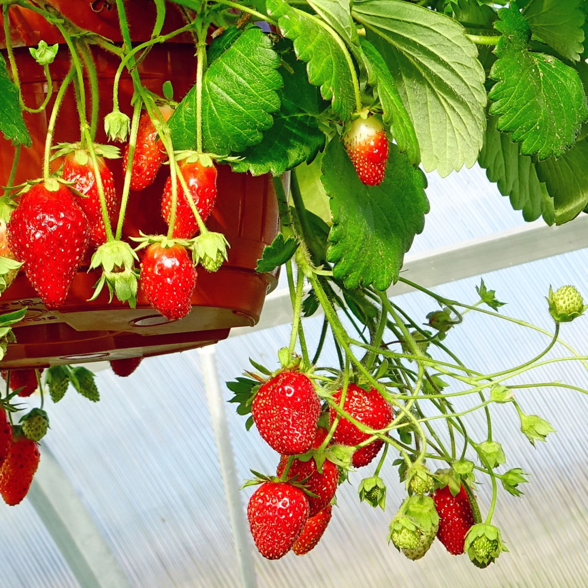 Jahodník Summer Breeze Snow F1 - Fragaria ananassa - predaj semien - 10 ks