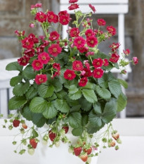Jahodník Summer Breeze Rose F1 - Fragaria ananassa - predaj semien - 10 ks