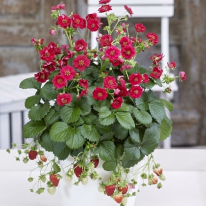 Jahodník Summer Breeze Rose F1 - Fragaria ananassa - predaj semien - 10 ks