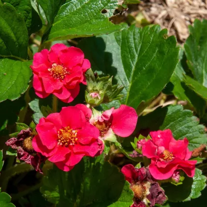 Jahodník Summer Breeze Rose F1 - Fragaria ananassa - predaj semien - 10 ks