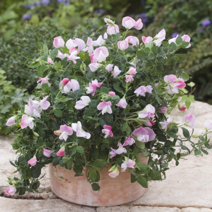 Hrachor vonný zakrpatený Cupid Pink - Lathyrus odoratus - predaj semien - 12 ks