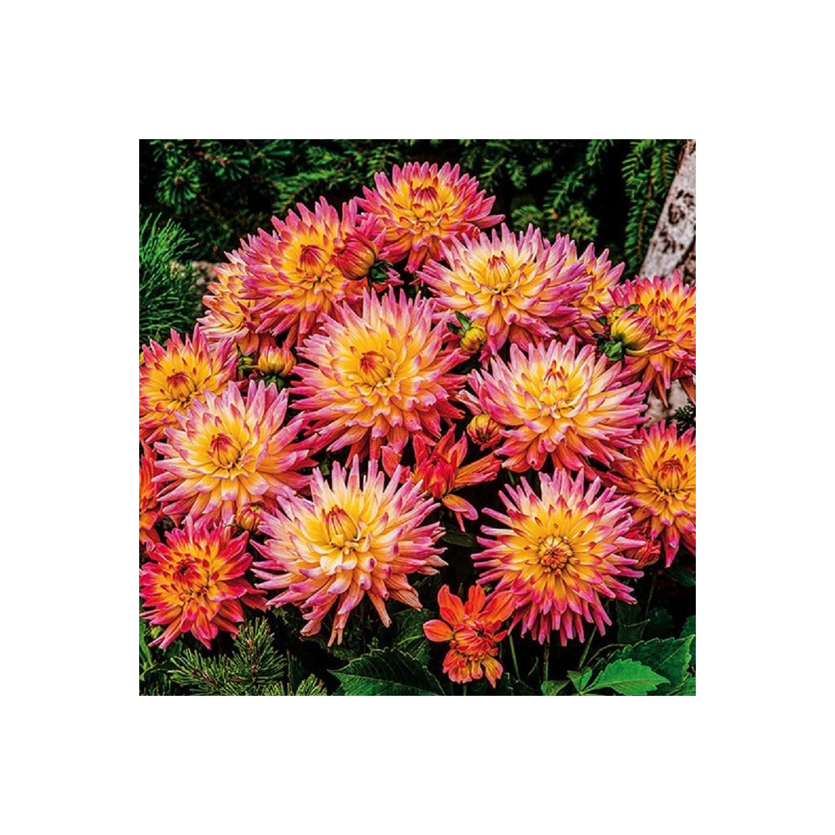 Georgína Melody Gipsy - Dahlia - predaj cibuľovín - 1 ks