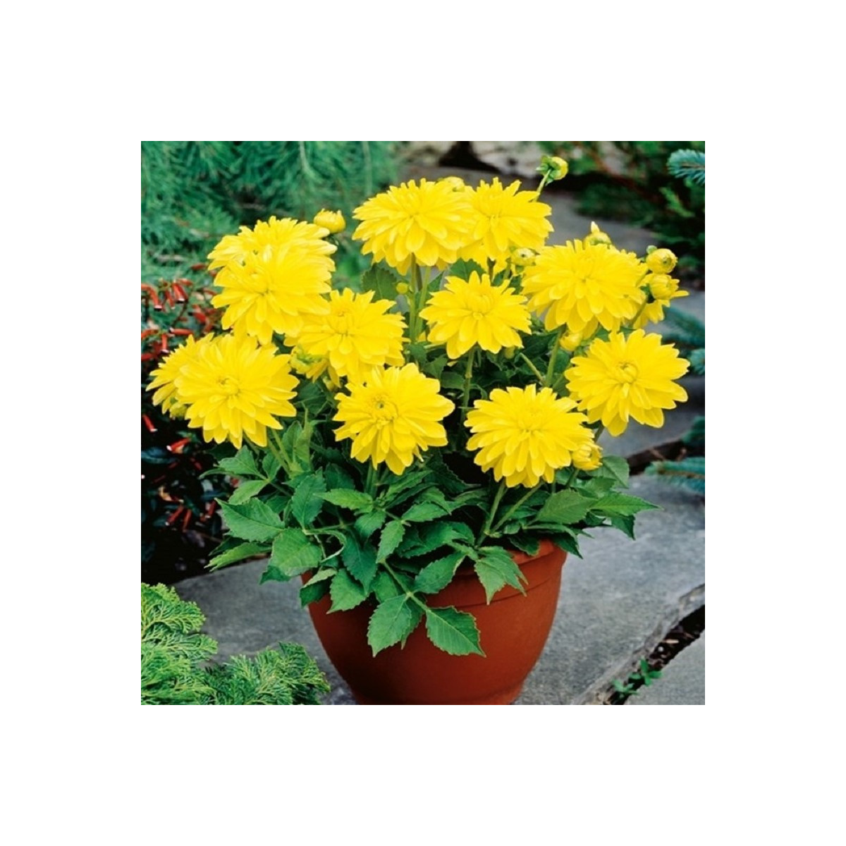 Georgína Melody Latin - Dahlia - predaj cibuľovín - 1 ks