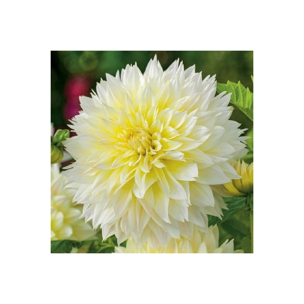 Georgína Canary Fubuki - Dahlia - predaj cibuľovín - 1 ks