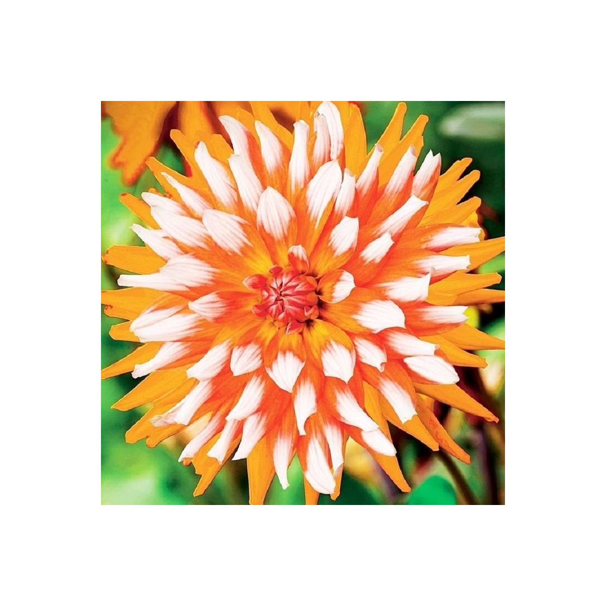 Georgína Orange Turmoil - Dahlia - predaj cibuľovín - 1 ks